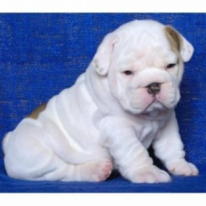 bull dog puppies for rehoming