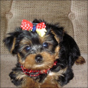 Female T-Cup Yorkie Puppy 13 Weeks Old