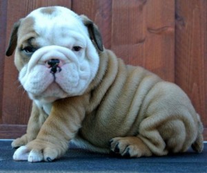 Male and female English Bulldog puppies,,