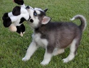 two siberianhusky puppies you can also text me through (631)2705144