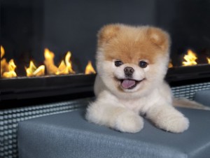 Pomeranian puppy for adoption