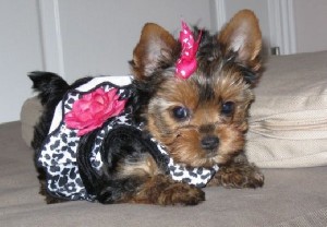 Tiny Teacup Puppies Yorkie,for adoption call me via (206-337-0490 )