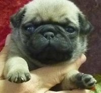 lovable pug puppies for rehoming