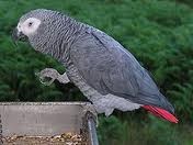 talking african grey for X-MASS