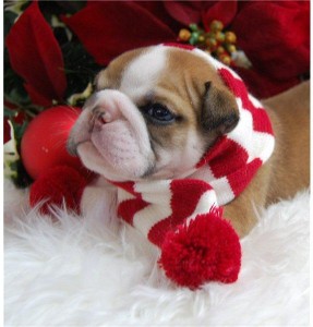 AKC registered English Bulldog puppies