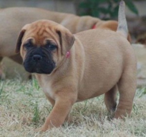 Adorable Bull-Mastiff Puppies