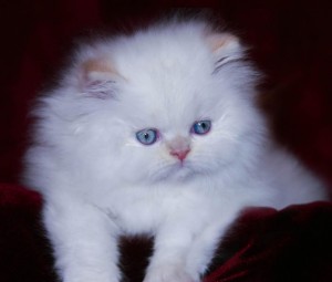 House Trained Persians Kittens Ready For Sale