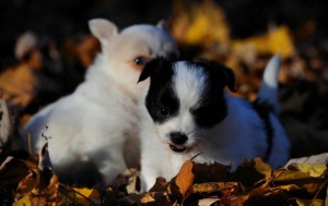 Gorgeous X-MAss AKC Reg Male And Female Tea Cup Pomeranian Puppies Looking For New Home Now Ready Available.