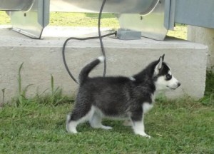 Siberian  huskies call us via  ( 206-333-1378 ) .