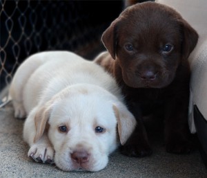 lovely Labrador retriever puppies for adoption