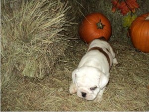 AKC**CHRISTMAS ENGLISH BULLDOG PUPPIES AVAILABLE FOR FREE ADOPTION **