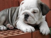 English Bulldog for adoption Free