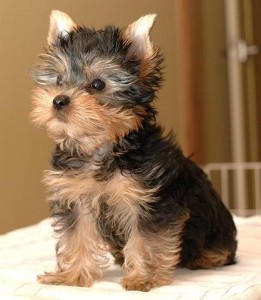 Fantastic Teacup Yorkshire Terrier Puppies Available Now For Christmas