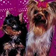 Text now at(406) 797-5555 for YORKSHIRE TERRIER PUPPIES