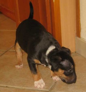 Bull Terrier puppy