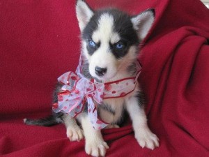 cute and adorable siberian husky for sale