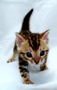 SPECIAL QUALITY MALE AND FEMALE BENGAL KITTENS