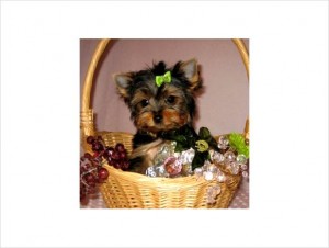Affordable Teacup Yorkie Puppies