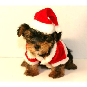 Long and Shortcoat yorkie puppies available at affordable prices,,