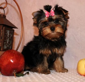 Yorkie Puppies M/F textus at (862) 243-6264