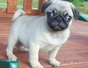 Nice Charming Male and Female Pug For Adoption