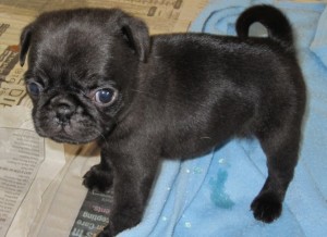 Sweet black pug puppies for good homes