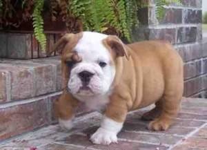 Adorable Male and Female Engllish Bulldog Puppies For Rehome. ./