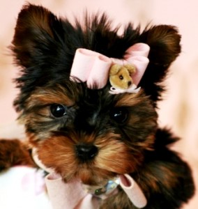 Home Raised T-cup YORKSHIRE TERRIER Puppy for good home