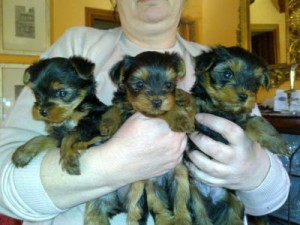 LOVELY AND ADORABLE TEACUP YORKIE PUPPIES FOR FREE ADOPTION. Baby cute angels Healthy, most Affectionate Teacup Yorkies Puppies