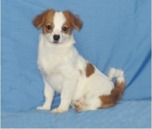 Adorable loving little  Male Papillon Puppy Ready Now!!!