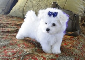 AKC registered Maltese Puppies for Adoption.