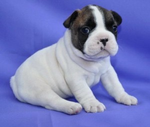 Extremely Companion Female French Bulldog Puppy .