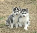 husky puppies