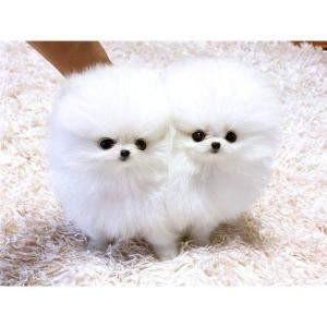 Charming Tea Cup Pomeranian Puppies For Adoption