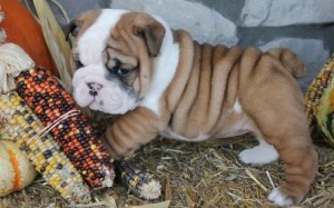 Pure breed English bulldog puppies