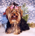 CUTE AND ADORABLE YORKSHIRE TERRIER PUPPY FOR FREE ADOPTION.