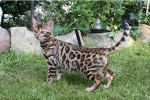 Beautiful Male Bengal Kitten!