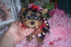 Baby doll female Yorkie puppies For Christmas