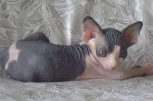 Beautiful Sphynx Kittens Available For Sale