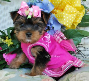 TEACUP, TINY TOY BREEDS YORKIE PUPPIES FOR ADOPTION