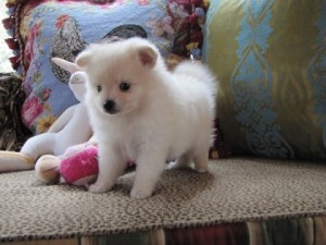 Purebred Pomeranian Puppies