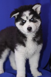 Blue eyes Siberian husky puppies for adoption.Text (410)-305-9708