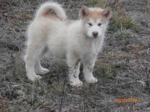 affectionate and lovely husky puppy for x-mas