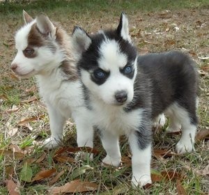 siberianhusky puppies ready for any loving and caring home.