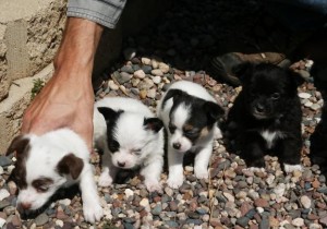 Adorable Miniature Chihuahua Puppies For Sale