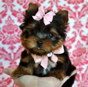 2 adorable yorkshire terrier puppies for adoption