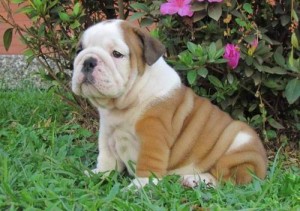Male And Female English Bulldog  Puppies Ready Now!!!