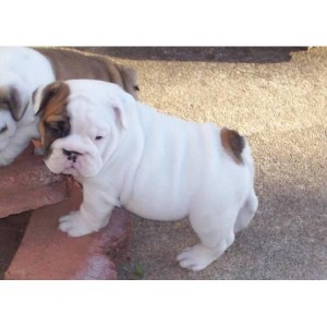 Gorgeous English Bulldog puppies!