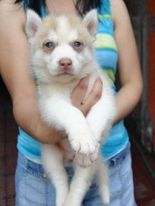 Affectionate male and female Siberian husky puppies for a new year gift .