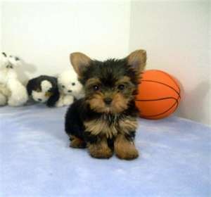 (RE-HOME!!!) 11-12Weeks Baby face Yorkshire terrier teacup puppies (M&amp;F)